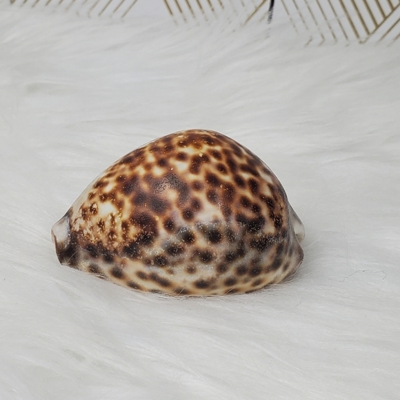 PEPPERLONELY 1PC Tiger Cowrie Sea Shells, 100% Genuine Natural Seashell‎ - Picture 1 of 8